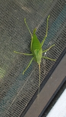 Paracyrtophyllus robustus