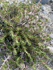 Sanguisorbinae