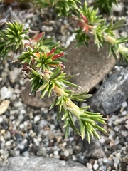 Sanguisorbinae