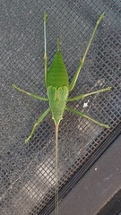 Paracyrtophyllus robustus