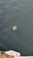 Rhizostoma