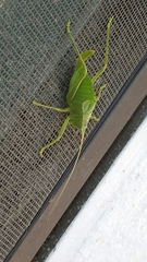 Paracyrtophyllus robustus