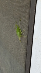 Paracyrtophyllus robustus