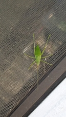 Paracyrtophyllus robustus