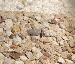 Eupithecia unedonata