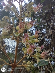 Miconia bubalina