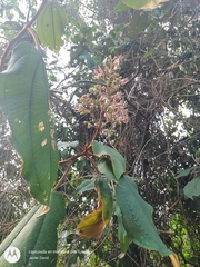 Miconia bubalina