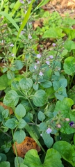Plectranthus ciliatus