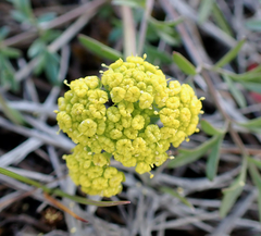 Lomatium cous