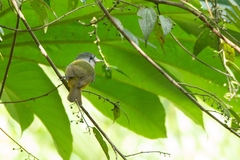 Mionectes rufiventris