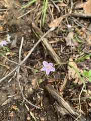 Claytonia caroliniana