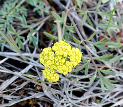 Lomatium cous