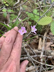 Claytonia caroliniana