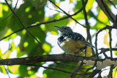 Hypoedaleus guttatus
