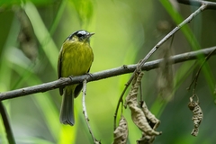 Pogonotriccus eximius