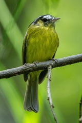 Pogonotriccus eximius