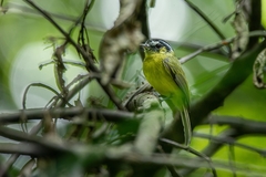 Pogonotriccus eximius