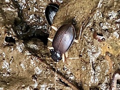 Nebria pallipes