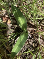 Platanthera elongata