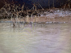 Crocodylus moreletii