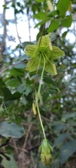 Cobaea lutea