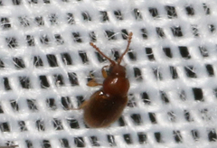 Atomaria lewisi
