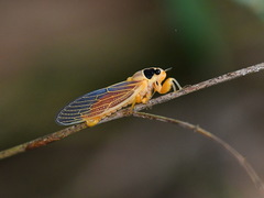 Scieroptera