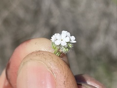 Cryptantha clevelandii