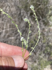Cryptantha clevelandii