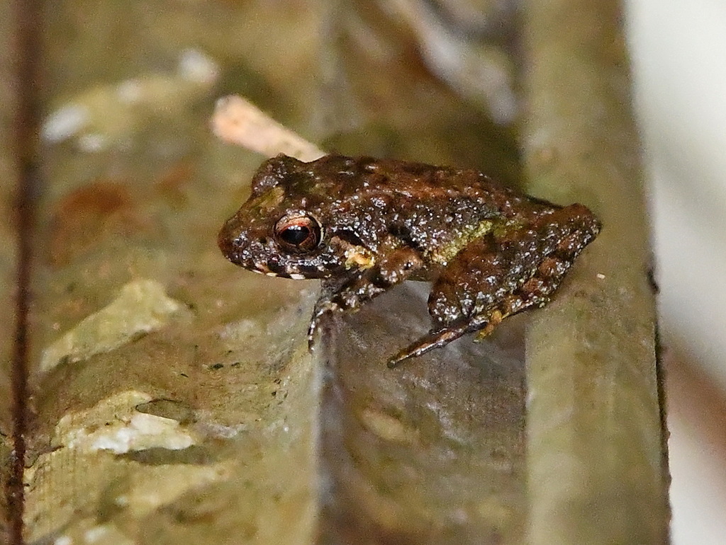Gunther's Wrinkled Ground Frog