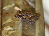 Guenther's Forest Frog - Photo (c) stefanie_de_win, some rights reserved (CC BY-NC), uploaded by stefanie_de_win