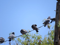 Columba livia domestica