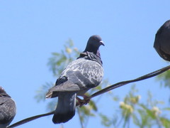 Columba livia domestica