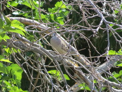 Columbina inca