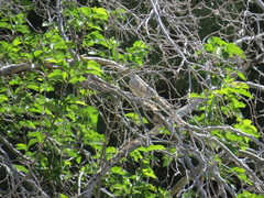 Columbina inca