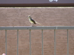 Mimus polyglottos