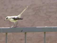 Mimus polyglottos