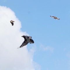 Mimus polyglottos image