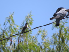 Mimus polyglottos