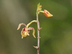 Plocoglottis