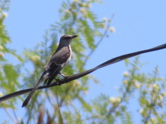 Mimus polyglottos