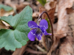 Viola triloba