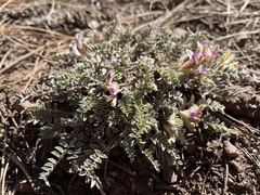 Astragalus castaneiformis