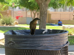 Quiscalus mexicanus