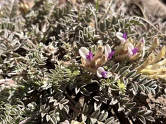 Astragalus castaneiformis