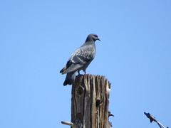 Columba livia domestica