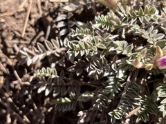 Astragalus castaneiformis