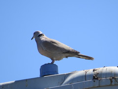 Streptopelia decaocto