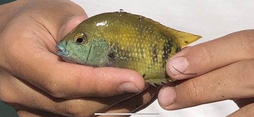 Curva-cichlide (Nosferatu labridens) — Cichlidae