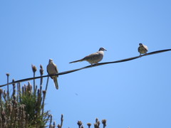 Columbina inca